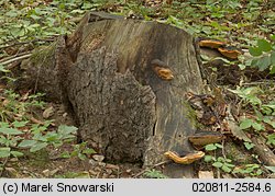 Gloeophyllum odoratum (niszczyca anyżkowa)