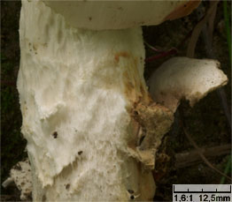 Amanita strobiliformis (muchomor szyszkowaty)