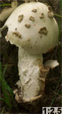 Amanita strobiliformis (muchomor szyszkowaty)