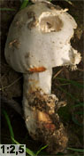 Amanita strobiliformis (muchomor szyszkowaty)