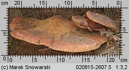 Fistulina hepatica (ozorek dębowy)