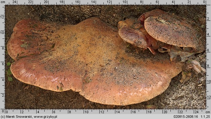 Fistulina hepatica (ozorek dębowy)