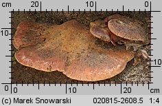 Fistulina hepatica (ozorek dębowy)