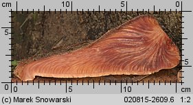 Fistulina hepatica (ozorek dębowy)