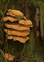 Laetiporus sulphureus (żółciak siarkowy)