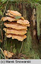 Laetiporus sulphureus (żółciakiem siarkowym)