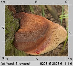 Fistulina hepatica (ozorek dębowy)