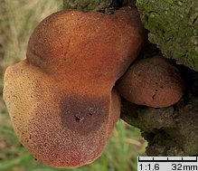 Fistulina hepatica (ozorek dębowy)