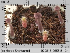 Gymnopilus purpuratus