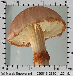 Gymnopilus purpuratus