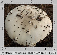 Amanita excelsa (muchomor twardawy)