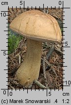 Tylopilus felleus (goryczak żółciowy)