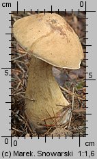 Tylopilus felleus (goryczak żółciowy)