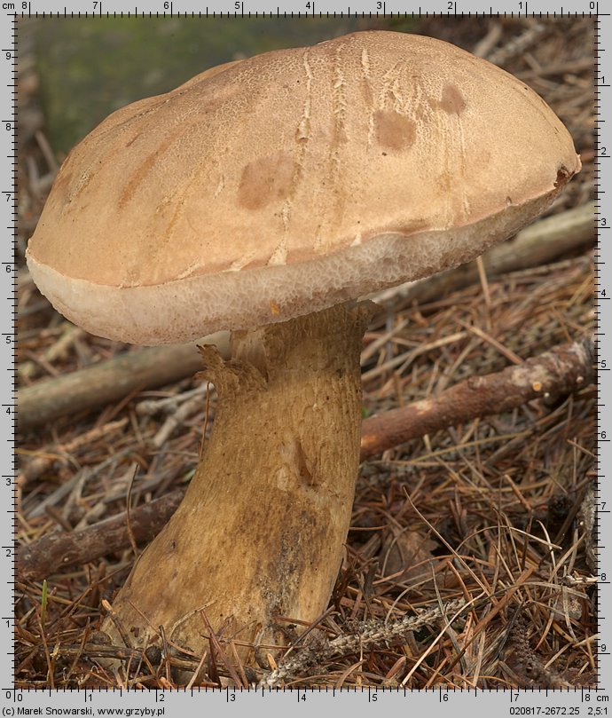 Tylopilus felleus (goryczak żółciowy)