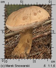 Tylopilus felleus (goryczak żółciowy)