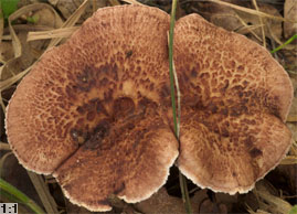 Hydnellum scabrosum (kolczakówka szorstka)