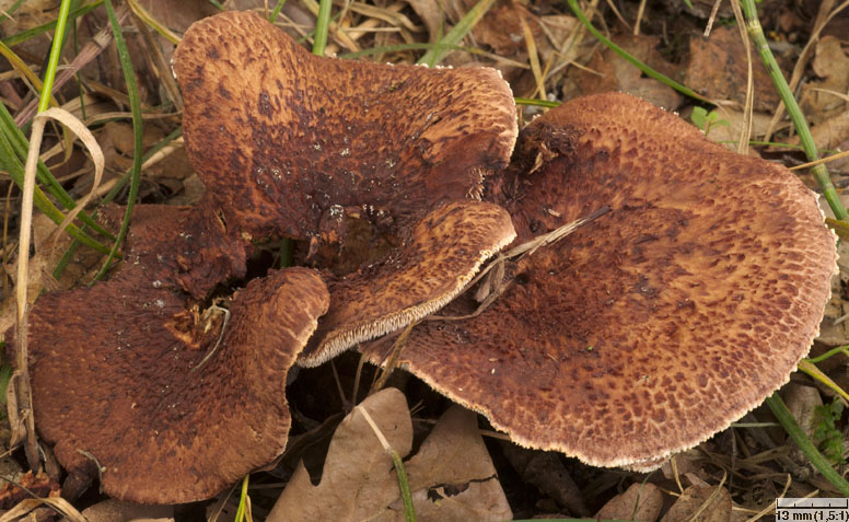 Hydnellum scabrosum (kolczakówka szorstka)