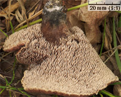 Hydnellum scabrosum (kolczakówka szorstka)