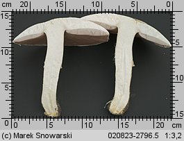 Agaricus arvensis (pieczarka biaława)