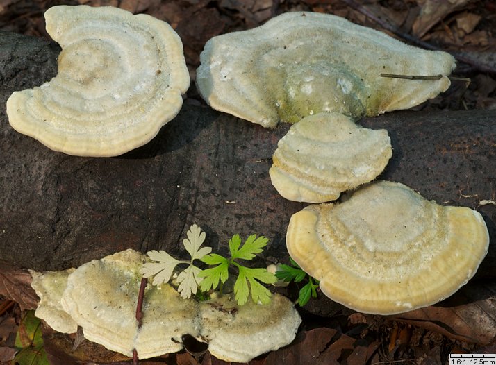 Trametes hirsuta (wrośniak szorstki)