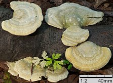 Trametes hirsuta (wrośniak szorstki)