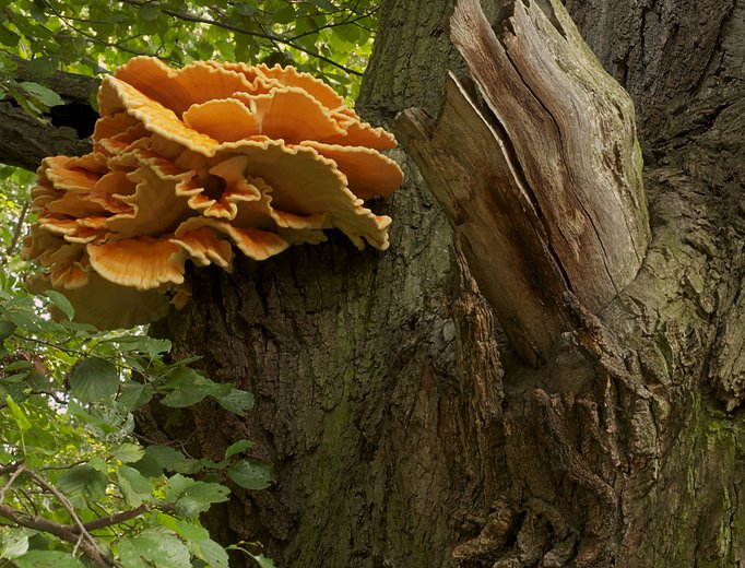 Laetiporus sulphureus (żółciakiem siarkowym)