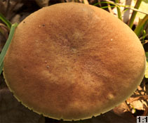 Xerocomus ferrugineus (podgrzybek grubosiatkowany)