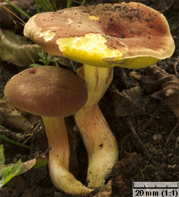 Xerocomus ferrugineus (podgrzybek grubosiatkowany)