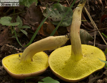 Xerocomus ferrugineus (podgrzybek grubosiatkowany)