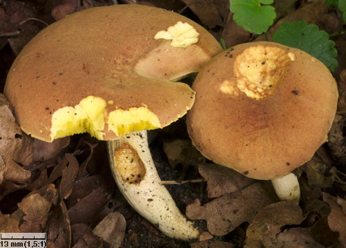 Xerocomus ferrugineus (podgrzybek grubosiatkowany)