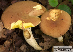 Xerocomus ferrugineus (podgrzybek grubosiatkowany)