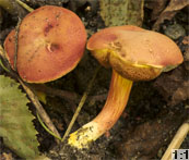 Hortiboletus rubellus (parkogrzybek czerwonawy)