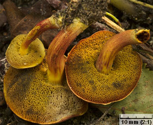 Hortiboletus rubellus (parkogrzybek czerwonawy)