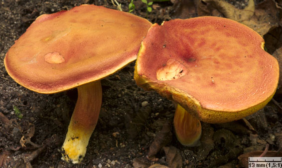 Hortiboletus rubellus (parkogrzybek czerwonawy)