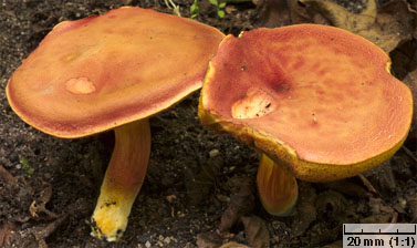 Hortiboletus rubellus (parkogrzybek czerwonawy)