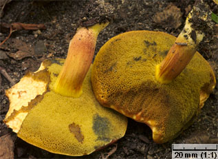 Hortiboletus rubellus (parkogrzybek czerwonawy)