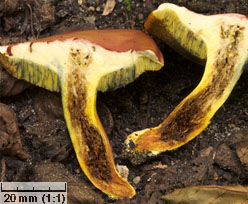 Hortiboletus rubellus (parkogrzybek czerwonawy)