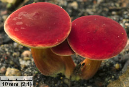 Hortiboletus rubellus (parkogrzybek czerwonawy)