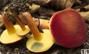 Hortiboletus rubellus (parkogrzybek czerwonawy)