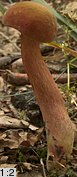 Neoboletus luridiformis (krasnoborowik ceglastopory)