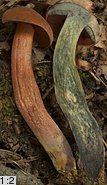 Neoboletus luridiformis (krasnoborowik ceglastopory)