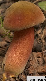 Neoboletus luridiformis (krasnoborowik ceglastopory)