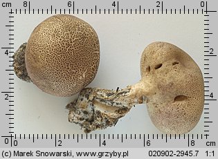 Scleroderma verrucosum (tęgoskór brodawkowany)