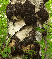 Inonotus obliquus (błyskoporek podkorowy)