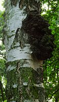 Inonotus obliquus (błyskoporek podkorowy)