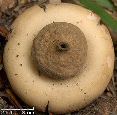 Geastrum fimbriatum (gwiazdosz frędzelkowany)