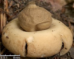 Geastrum fimbriatum (gwiazdosz frędzelkowany)