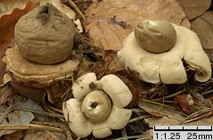 Geastrum fimbriatum (gwiazdosz frędzelkowany)