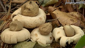 Geastrum fimbriatum (gwiazdosz frędzelkowany)