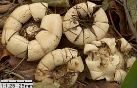 Geastrum fimbriatum (gwiazdosz frędzelkowany)